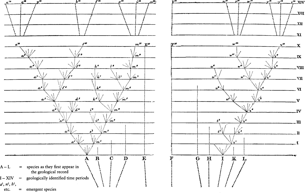 FIGURE 2 Darwin’s diagram of the evolutionary process (Darwin [1859] 1958)