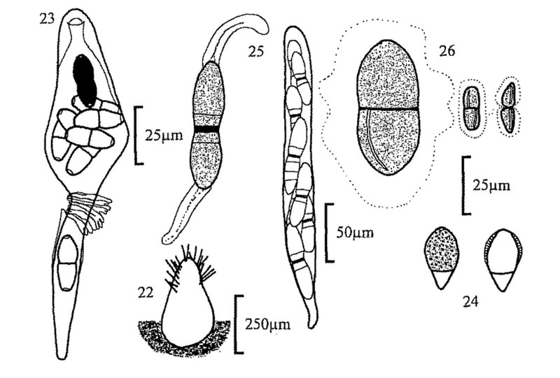 Figures 22-26